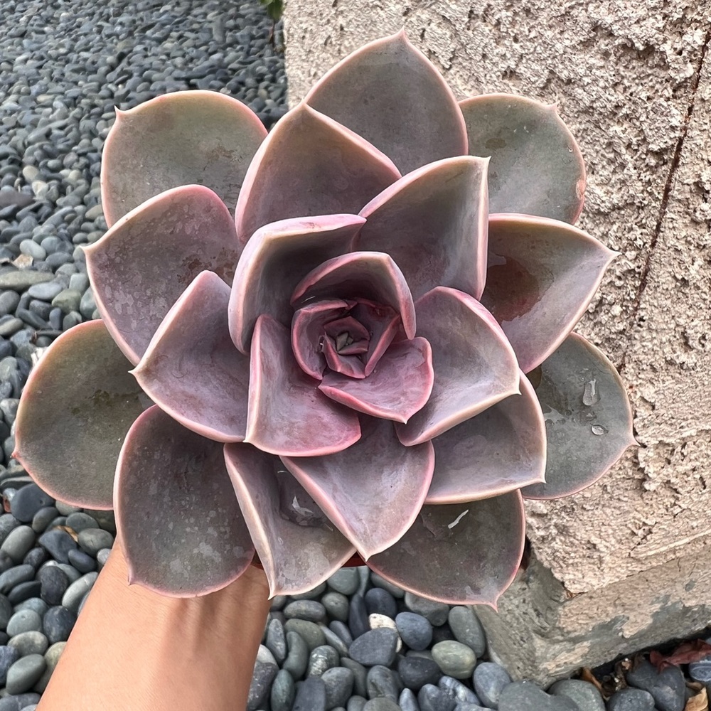 COPY - Succulent Plant